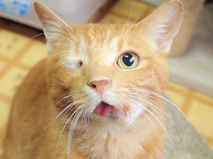 飼い主募集 里親募集 の猫たち 花丸