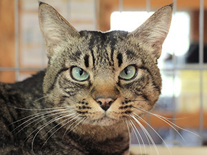 飼い主募集 里親募集 の猫たち